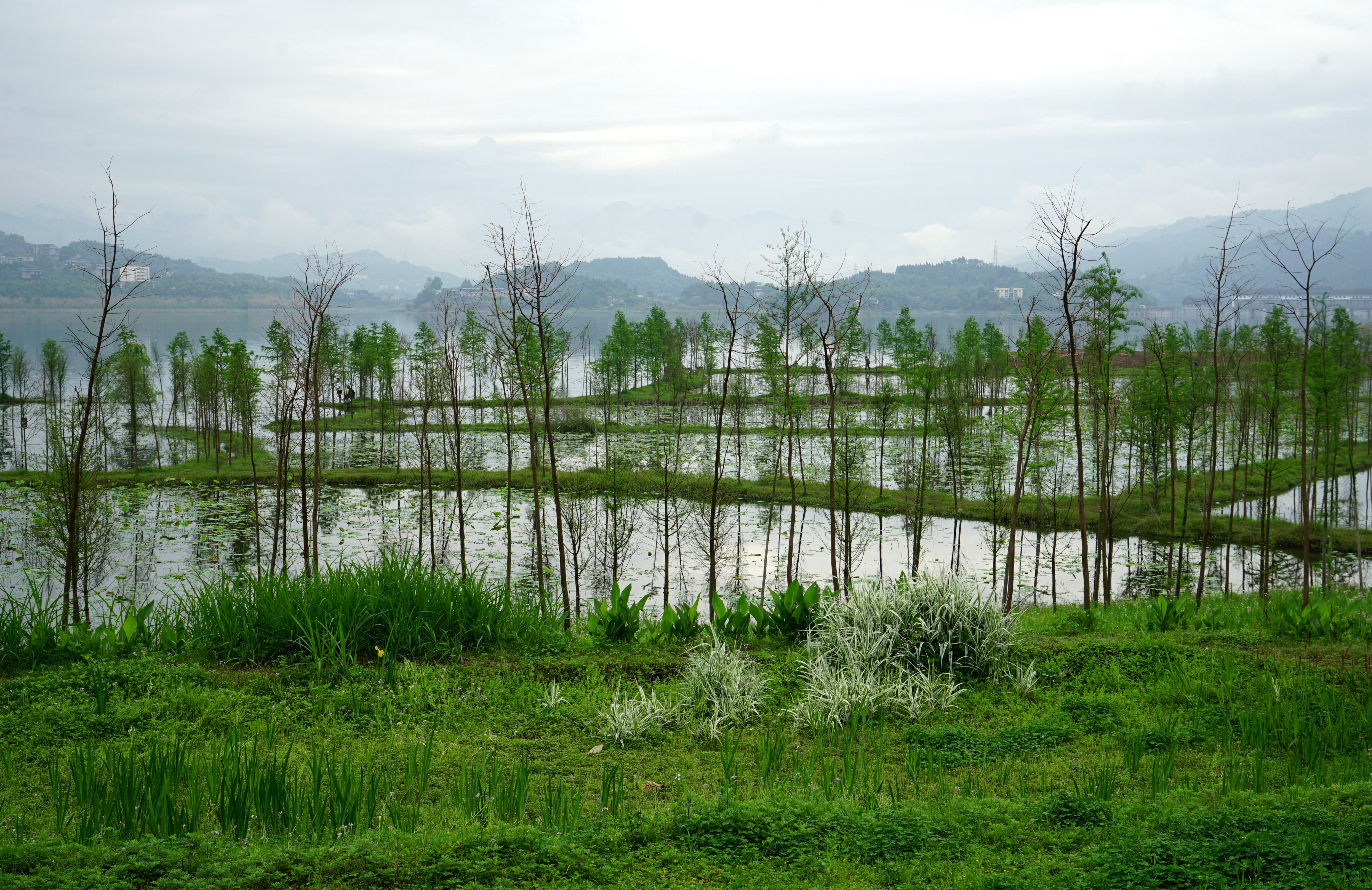 林泽-基塘复合系统(重庆开州区汉丰湖芙蓉坝).JPG